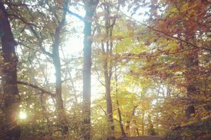 Waldweg im herbstlich gelb-braunen Wald